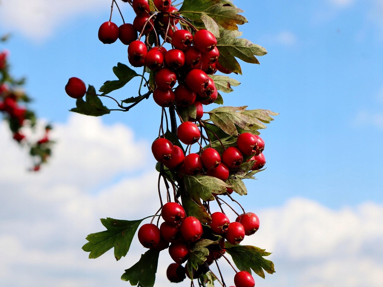 83ee4c159d06ec05e9e77c78fbeea9f4