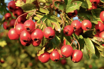 154c878ef6d9aa6a58936f5d1baae78d