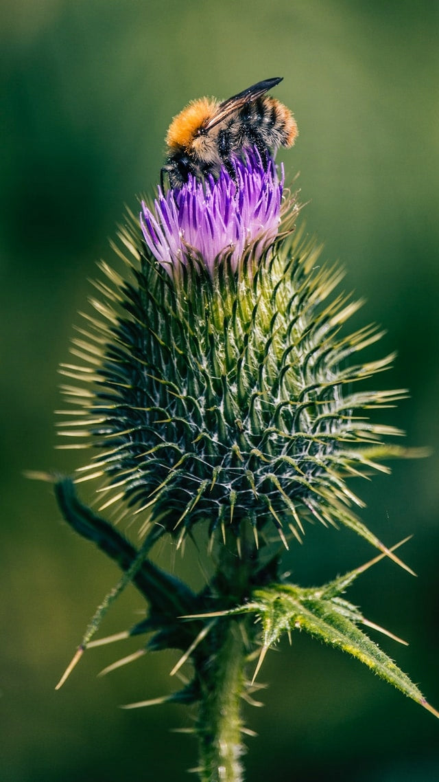 f5c1717246bd8a1bb8afbcfd39fcdfa6