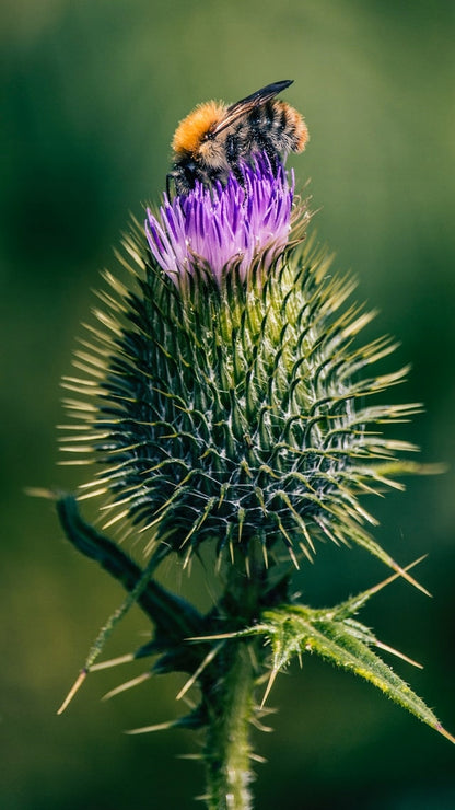 f5c1717246bd8a1bb8afbcfd39fcdfa6