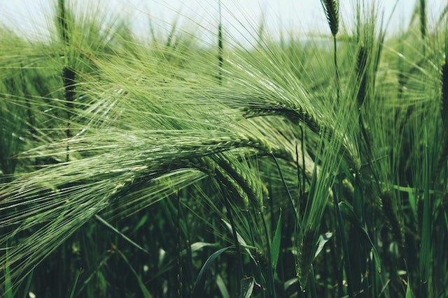 df3572265c114261151657b4c091124c