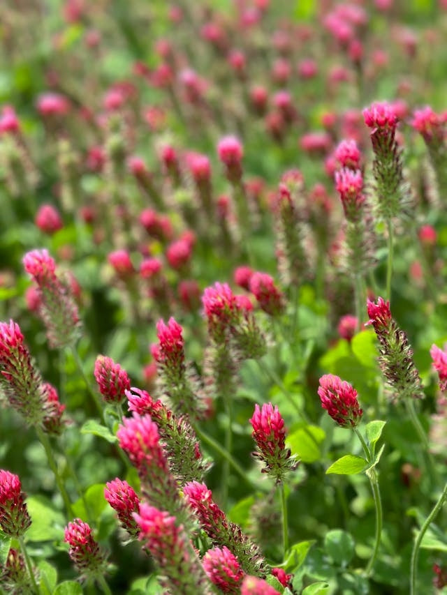 603c505a4d398a721de339245b4dcc82